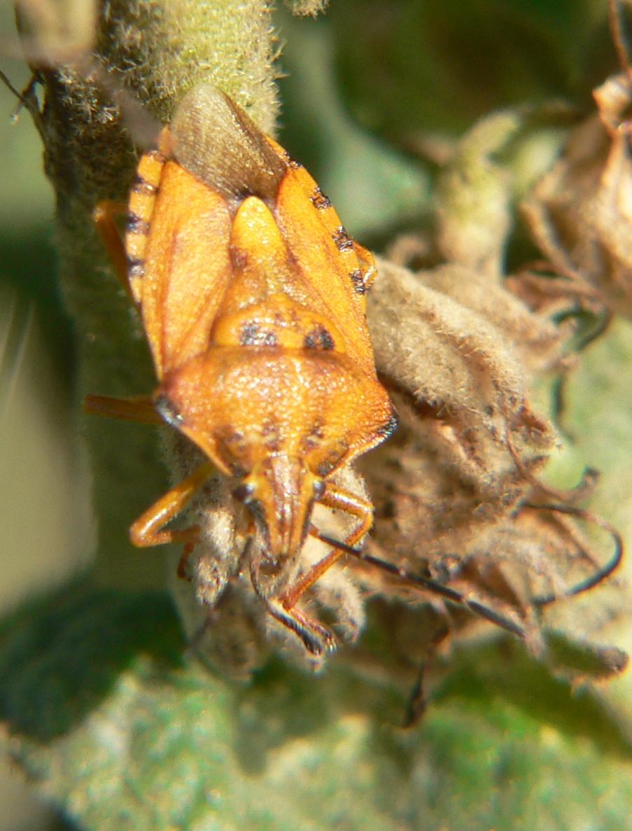Carpocoris purpureipennis